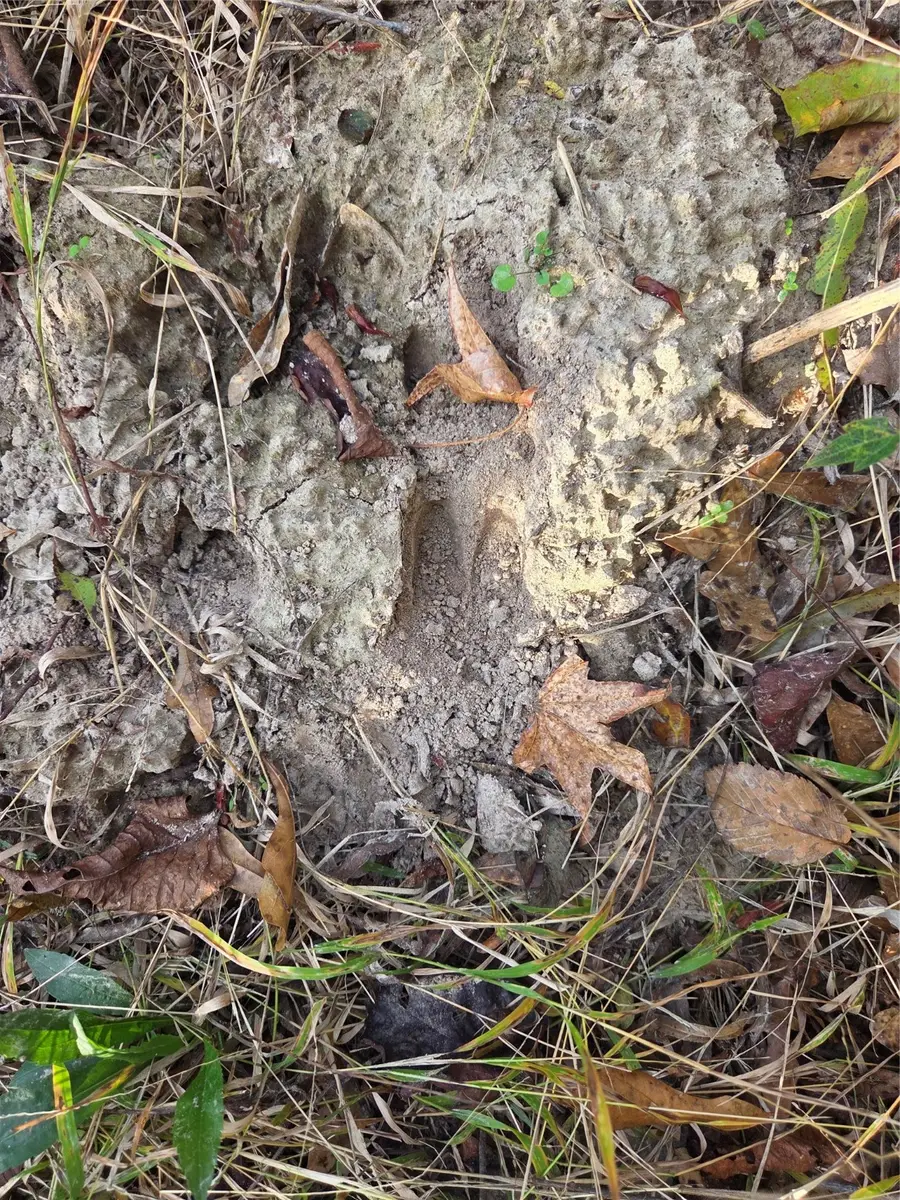 3 Acres TBD County Road 3117, Clarksville, TX 75426 - Image #2