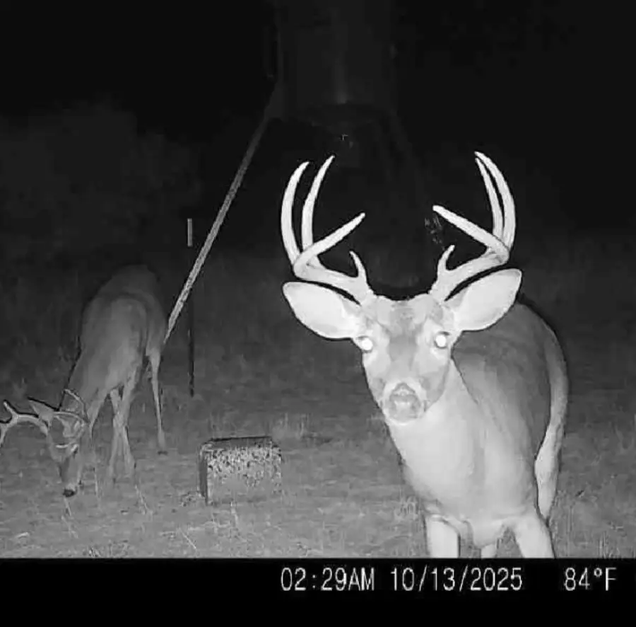 TBD 158.50 Acres, Trent, TX 79561 - Image #3