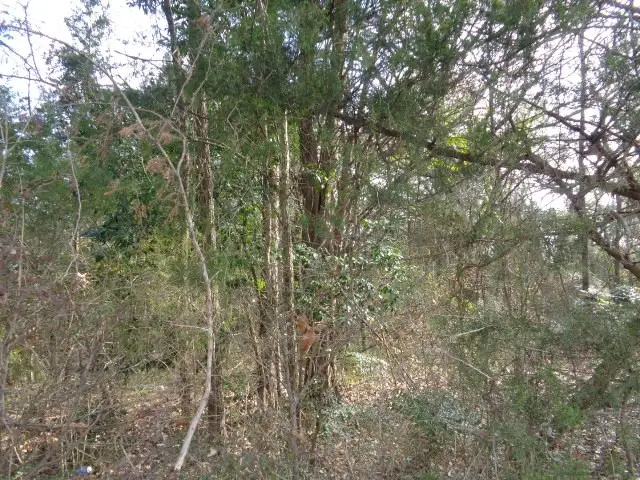 TBD Cr 4870, Winnsboro, TX 75494 - #1