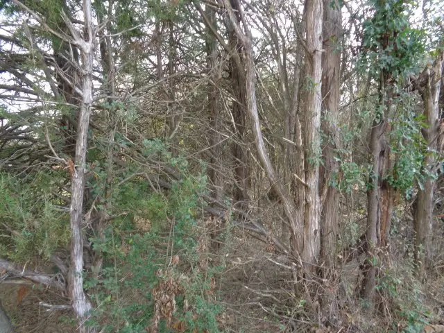 TBD Cr 4870, Winnsboro, TX 75494 - #2