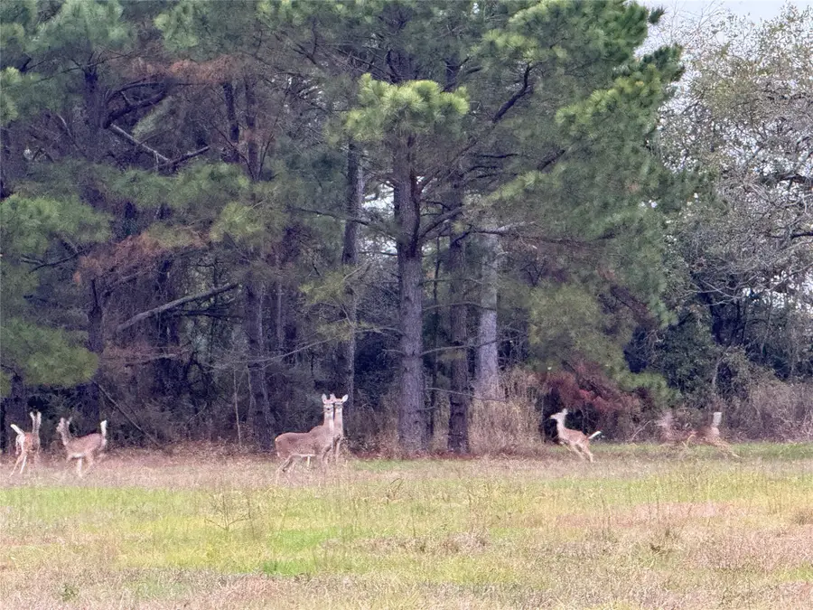 TBD Cr 204, Centerville, TX 75833 - Image #2