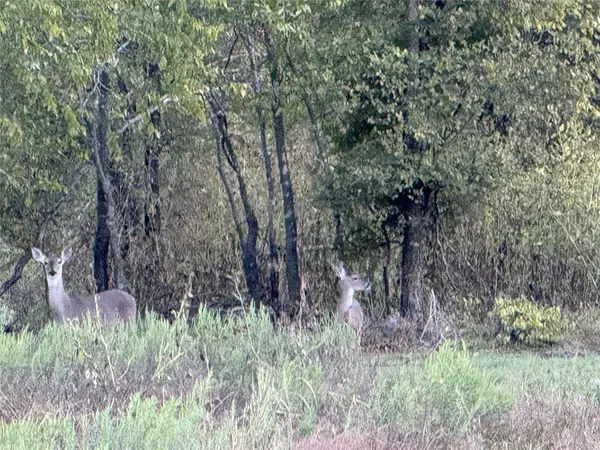 915 Old Stephenville Road, Hico, TX 76457