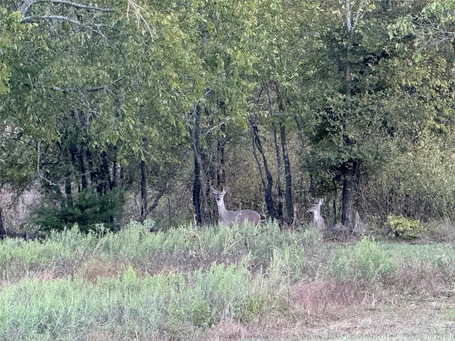 915 Old Stephenville Road, Hico, TX 76457 - Image #2