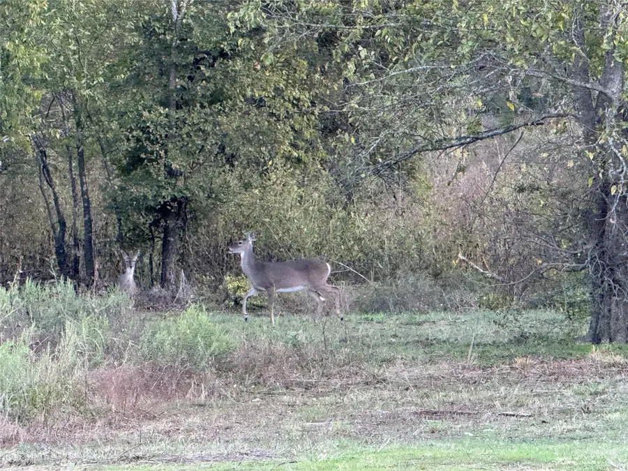 915 Old Stephenville Road, Hico, TX 76457 - Image #3