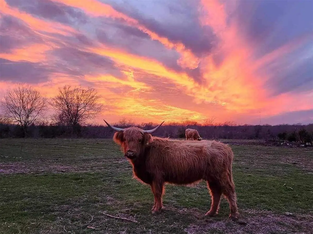 4081 Fm 2736 #B, Campbell, TX 75422 - Image #1