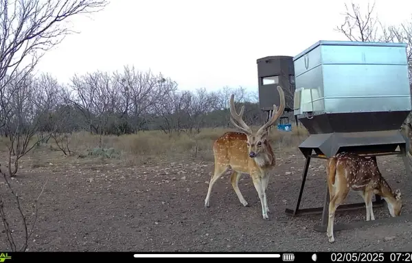 371 Axis Court, Melvin, TX 76858