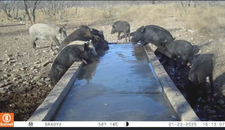 371 Axis Court, Melvin, TX 76858 - Image #3