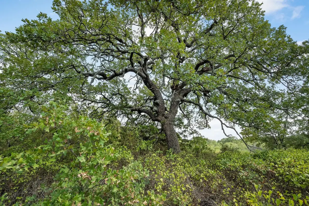 Lot 16 Double B Ranch Road S, Perrin, TX 76486 - Image #1