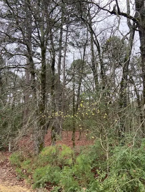 2529 Cr 3540, Hawkins, TX 75765 - #1