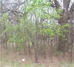 164 Sioux Drive, Gordonville, TX 76245 - #3