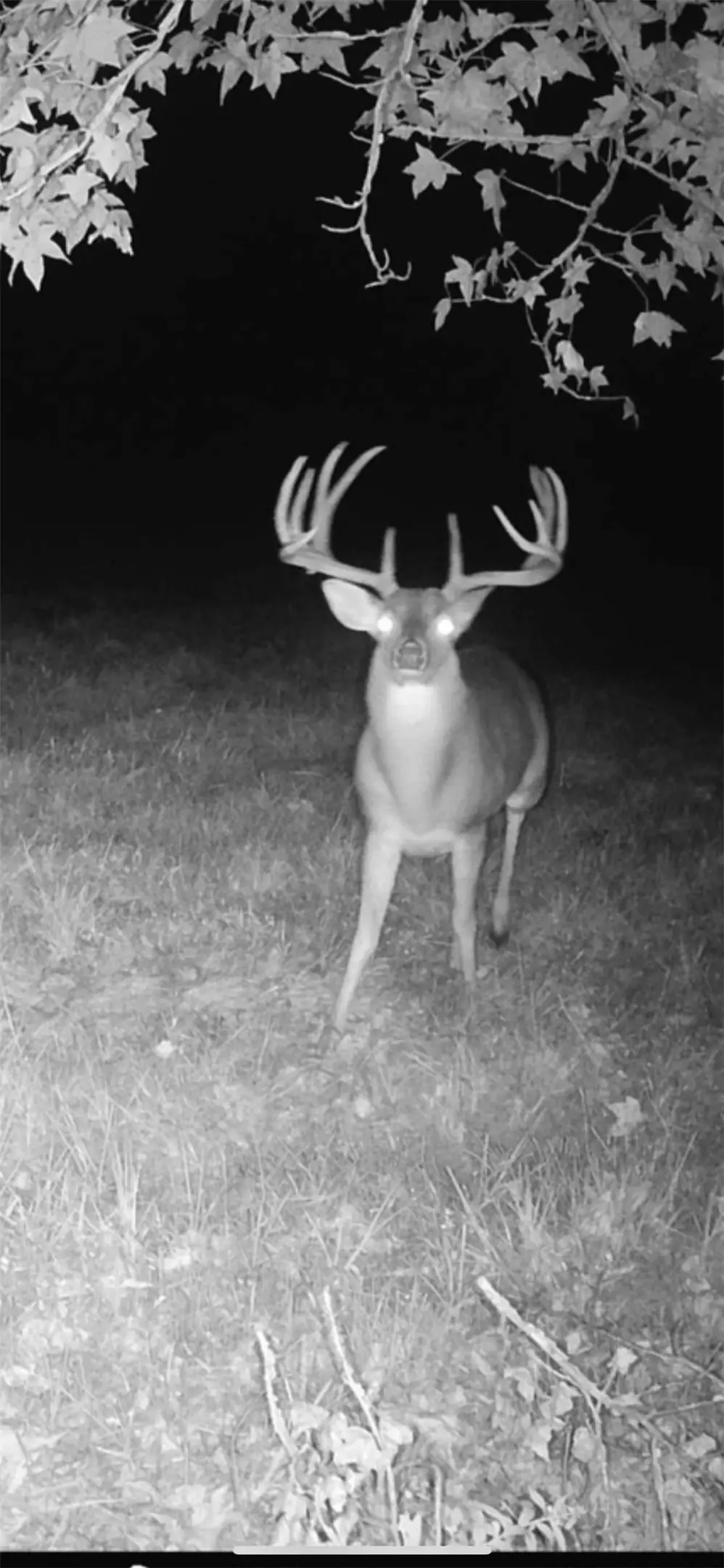 TBD Cr 2737-1, Naples, TX 75568 - #1