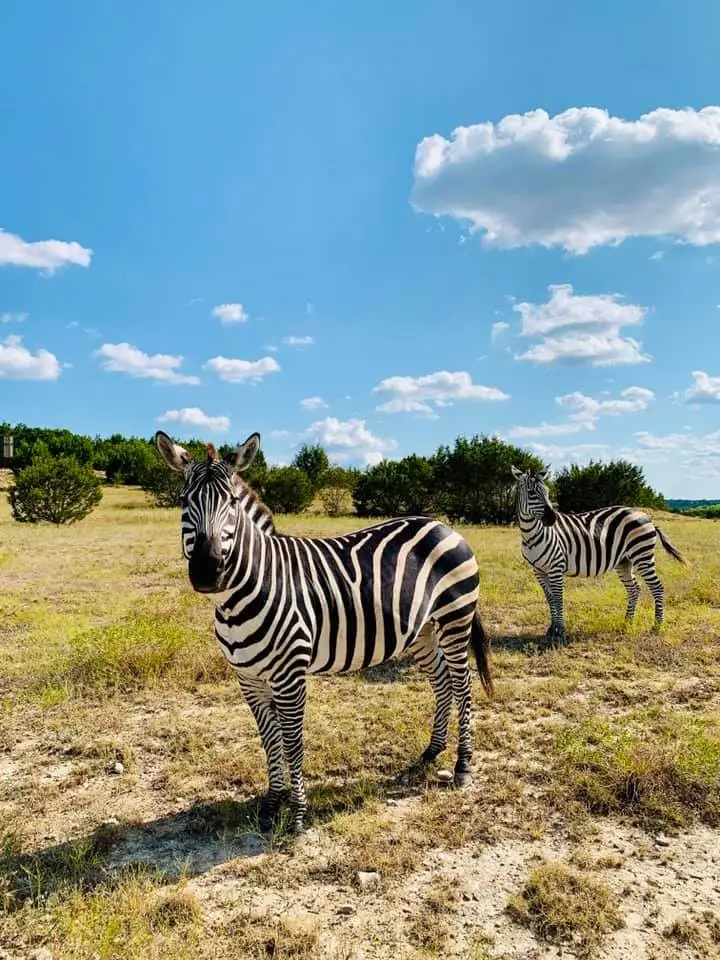 Tract 1 County Road 208, Lampasas, TX 76550 - #3