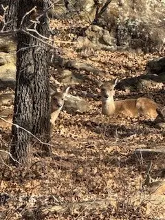 138 Cortez Drive, Nocona, TX 76255