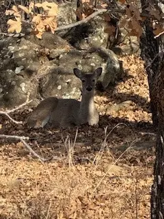 138 Cortez Drive, Nocona, TX 76255 - #3