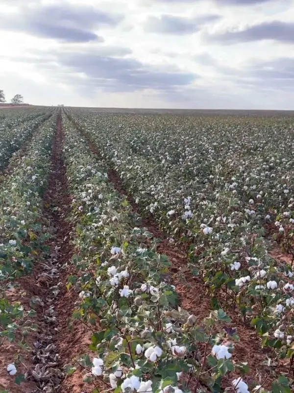 0 County Road 305, Brownfield, TX 79316