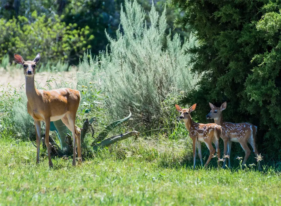 Lot 296 Shooting Star, Possum Kingdom Lake, TX 76449 - #3