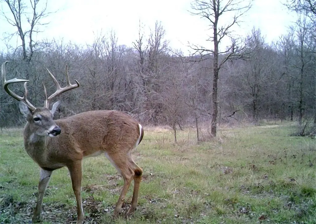 141 County Road 2349, Richland, TX 76681 - #1