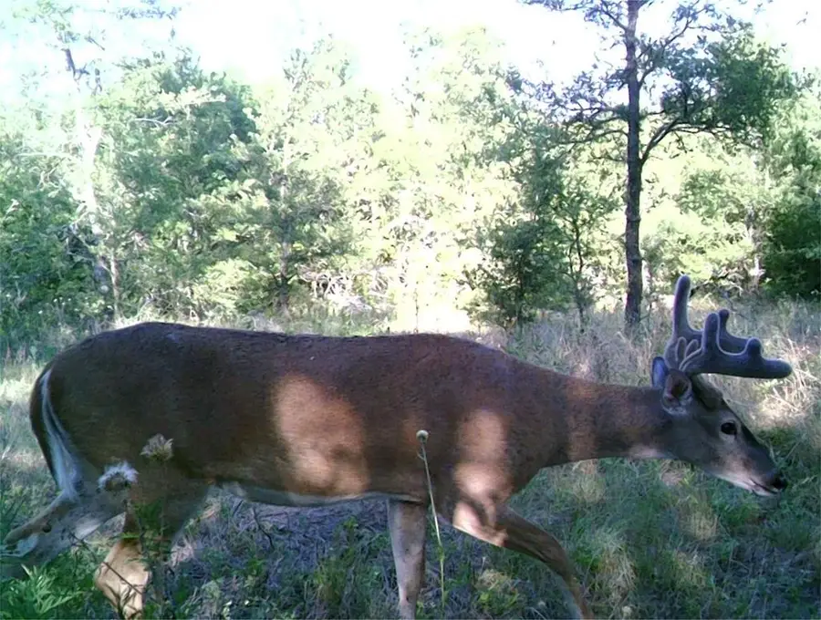 141 County Road 2349, Richland, TX 76681 - #2