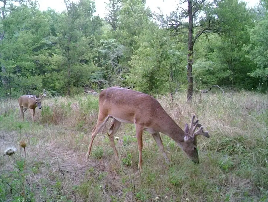 141 County Road 2349, Richland, TX 76681 - #3