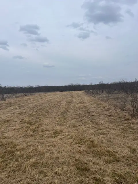 Tract 7 of 17 ac Burwick Road, Jacksboro, TX 76458 - #2