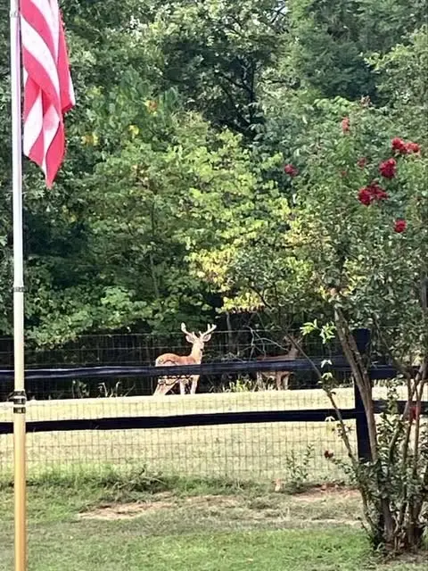 5650 Point Lavista, Malakoff, TX 75148 - #3