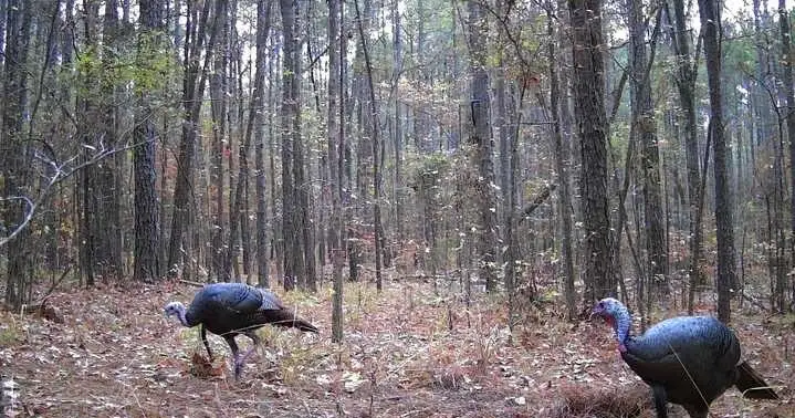 0 Clement Road, Benton, LA 71006 - #1