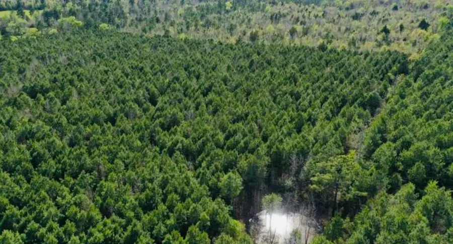 TBD County Road 1619, Linden, TX 75563 - #3