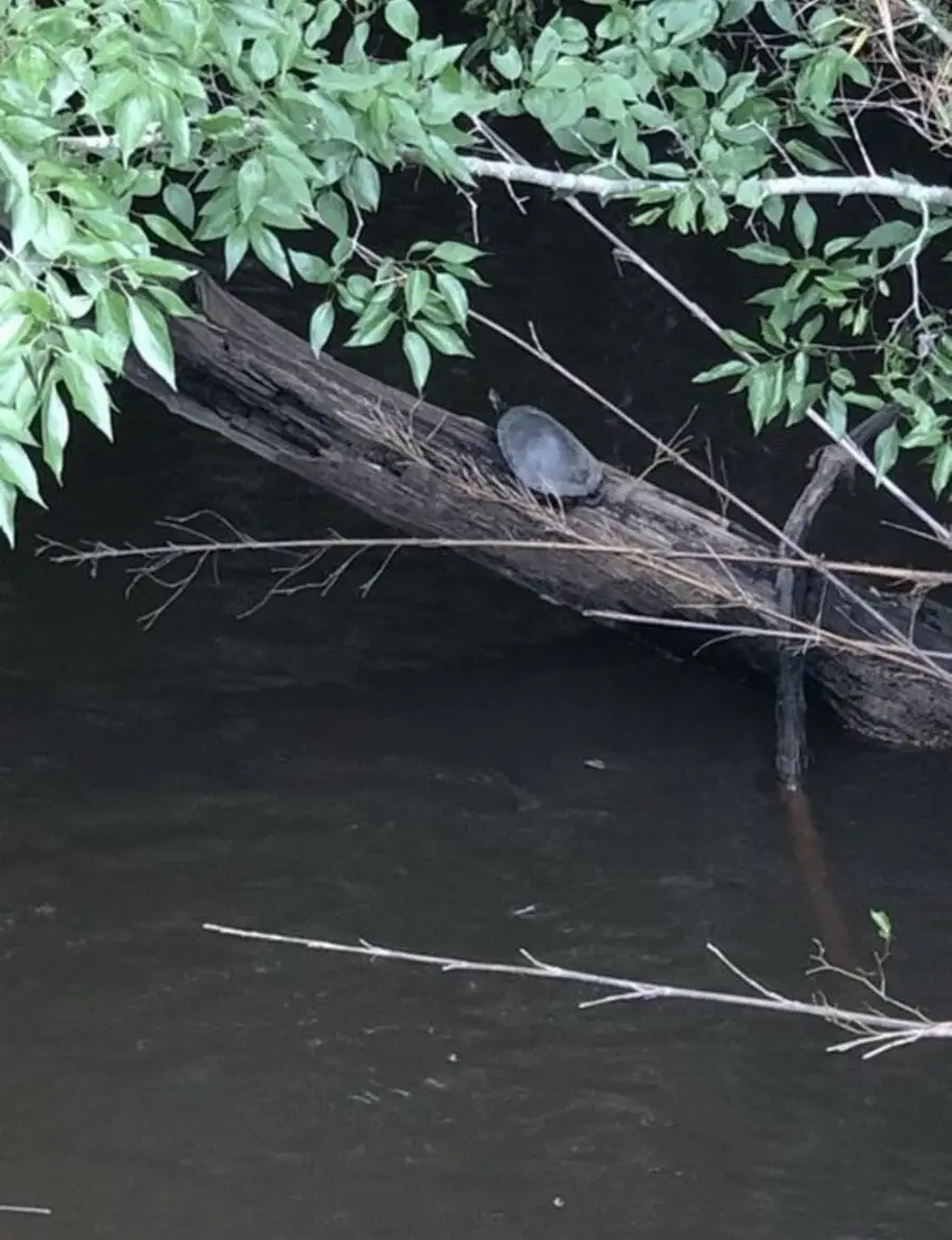 TBD Aster Road, Gilmer, TX 75644 - #2