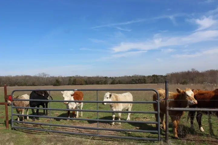 2488 Rs County Road 1525, Point, TX 75472 - #1