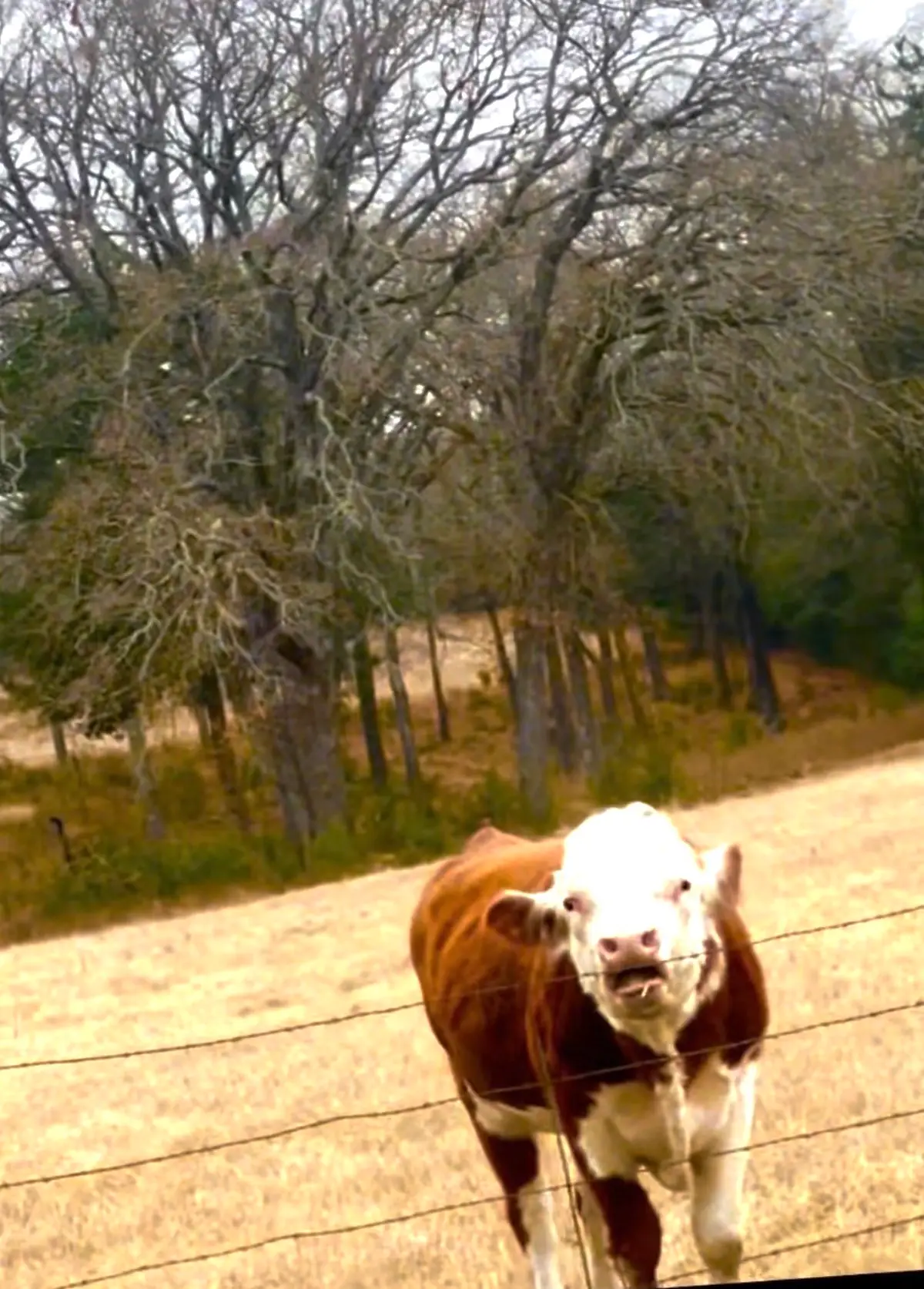 14494 County Road 343, Terrell, TX 75161 - #1