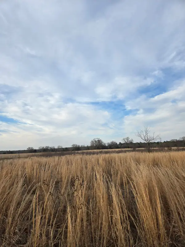 TBD CR 4836 0.50, Winnsboro, TX 75494