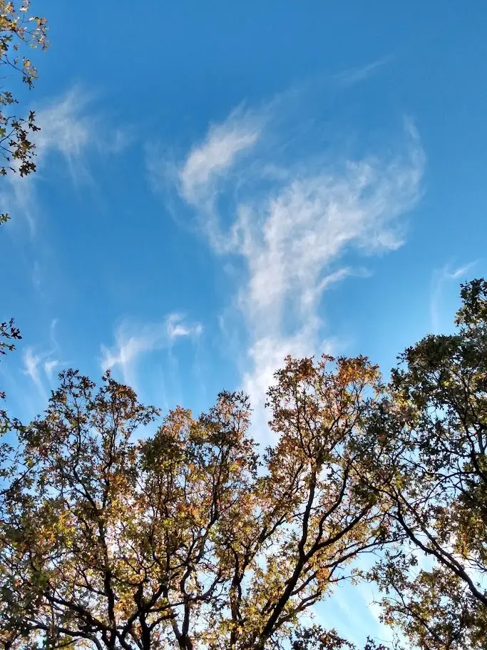 TBD James Fannin Road, Honey Grove, TX 75446 - #1