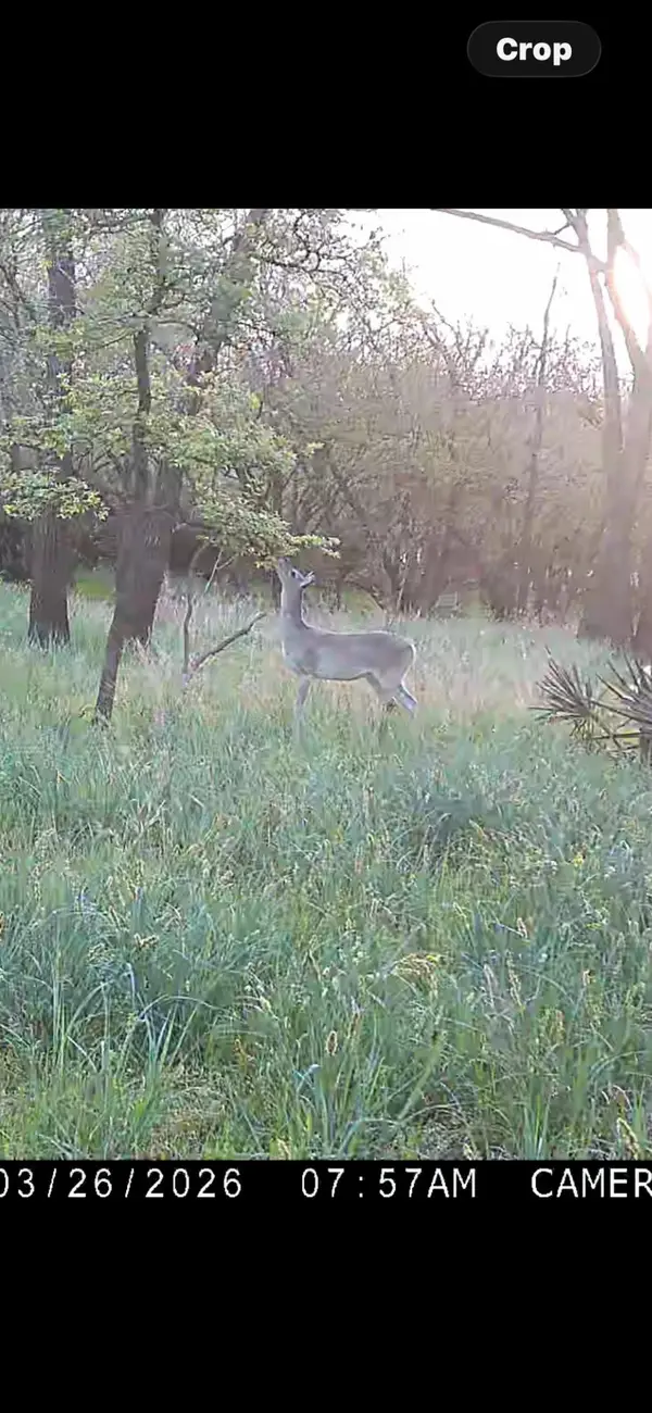 none C.r. 386, Marquez, TX 77865