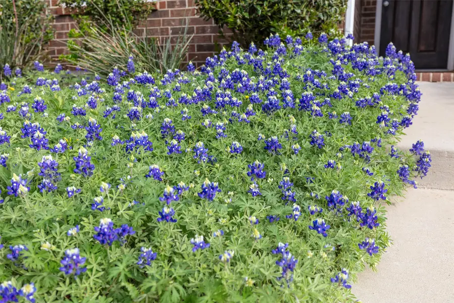 1712 Kaiser Cove, Argyle, TX 76226 - #2