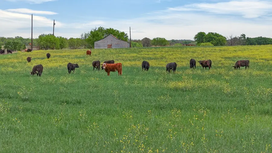 1521 Boyd Road, Granbury, TX 76049 - #3