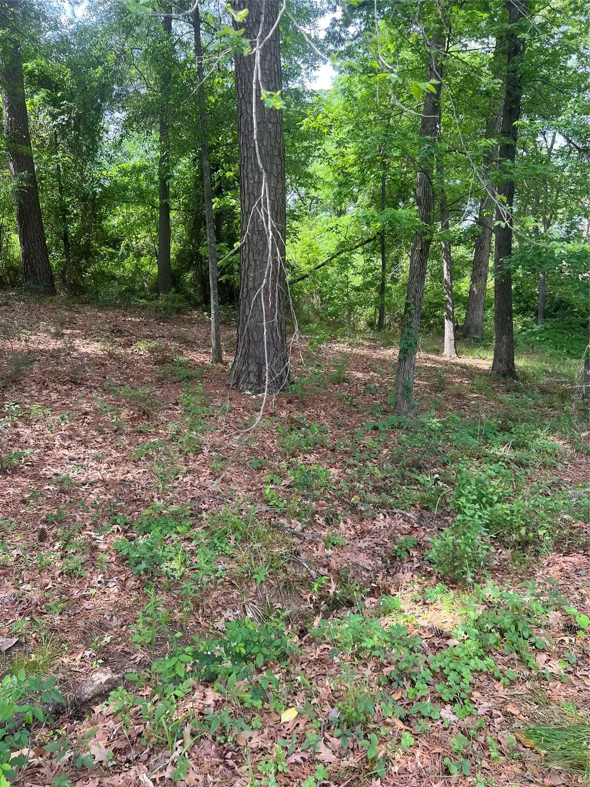 5417 Briarcliff Circle, Shreveport, LA 71109 - #1