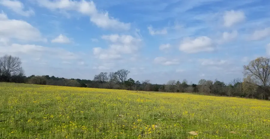 TBD Fm 317, Chandler, TX 75758 - #2