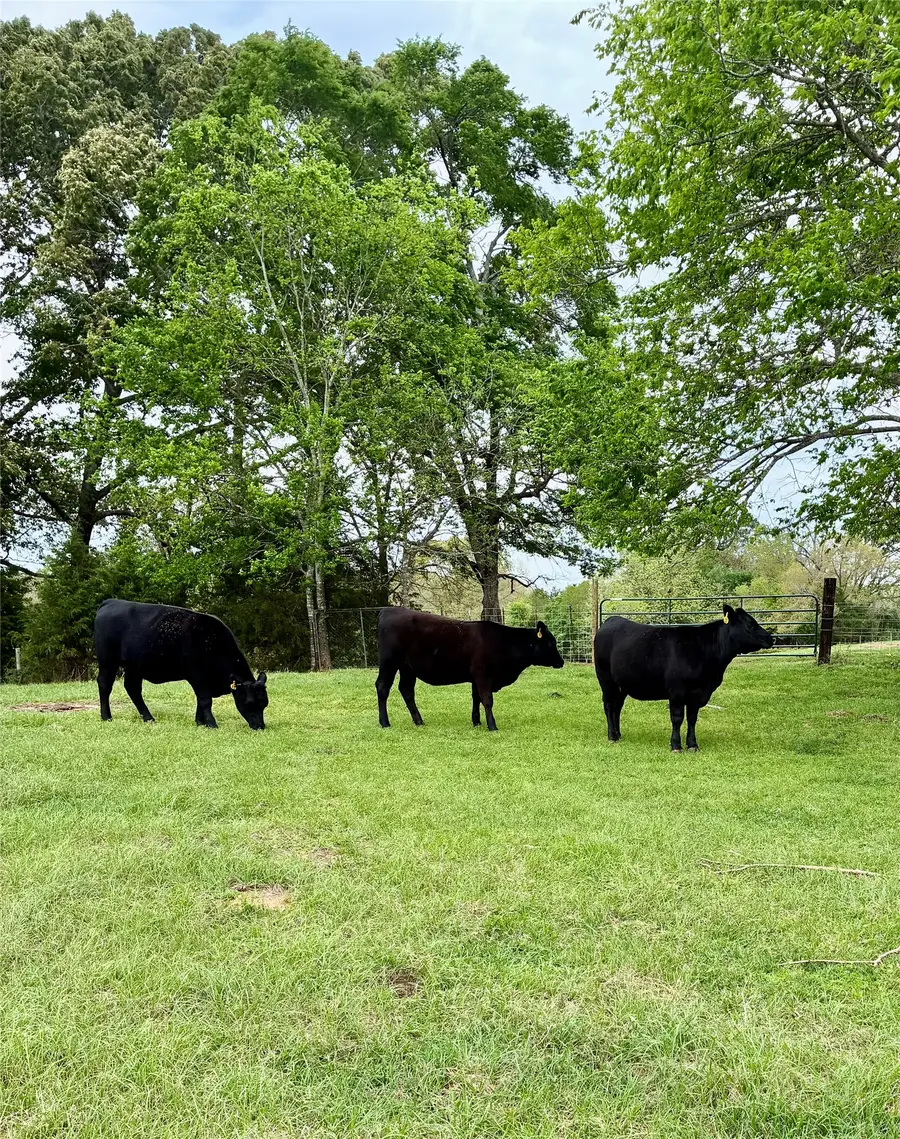 214 Cr 4413, Rusk, TX 75785 - #2