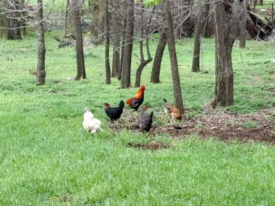 301 W 2nd Street, Cisco, TX 76437 - #2