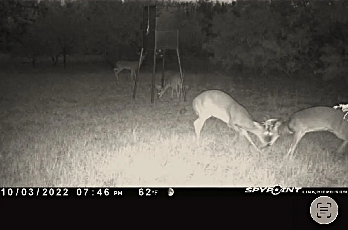 250 County Road 427, Rising Star, TX 76471 - #1