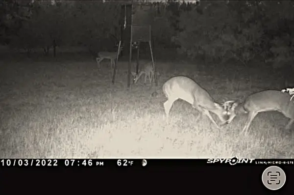 250 County Road 427, Rising Star, TX 76471