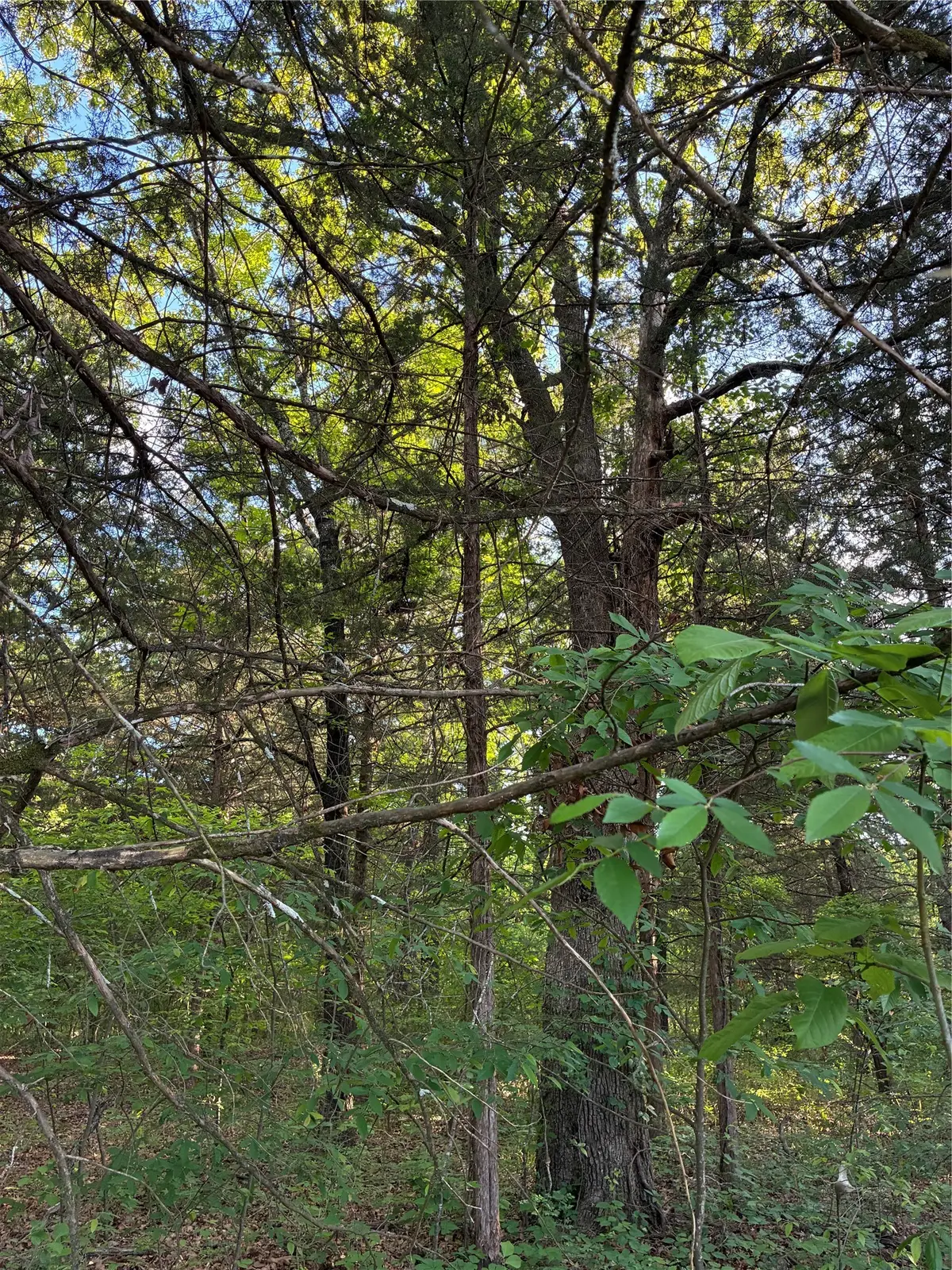 2900 Mc Burnett Dr, Honey Grove, TX 75446 - #1