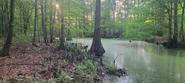 TBD County Road 430, Carthage, TX 75633