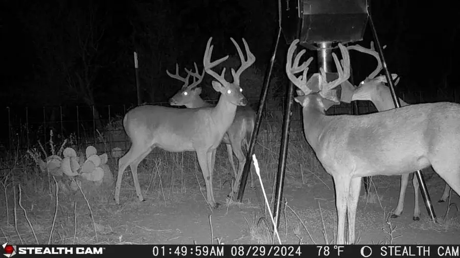 1789 County Road 147, Albany, TX 76430 - #2