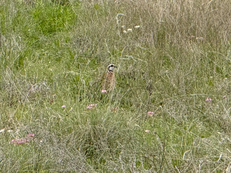 1124 County Road 322, Voss, TX 76888 - #3