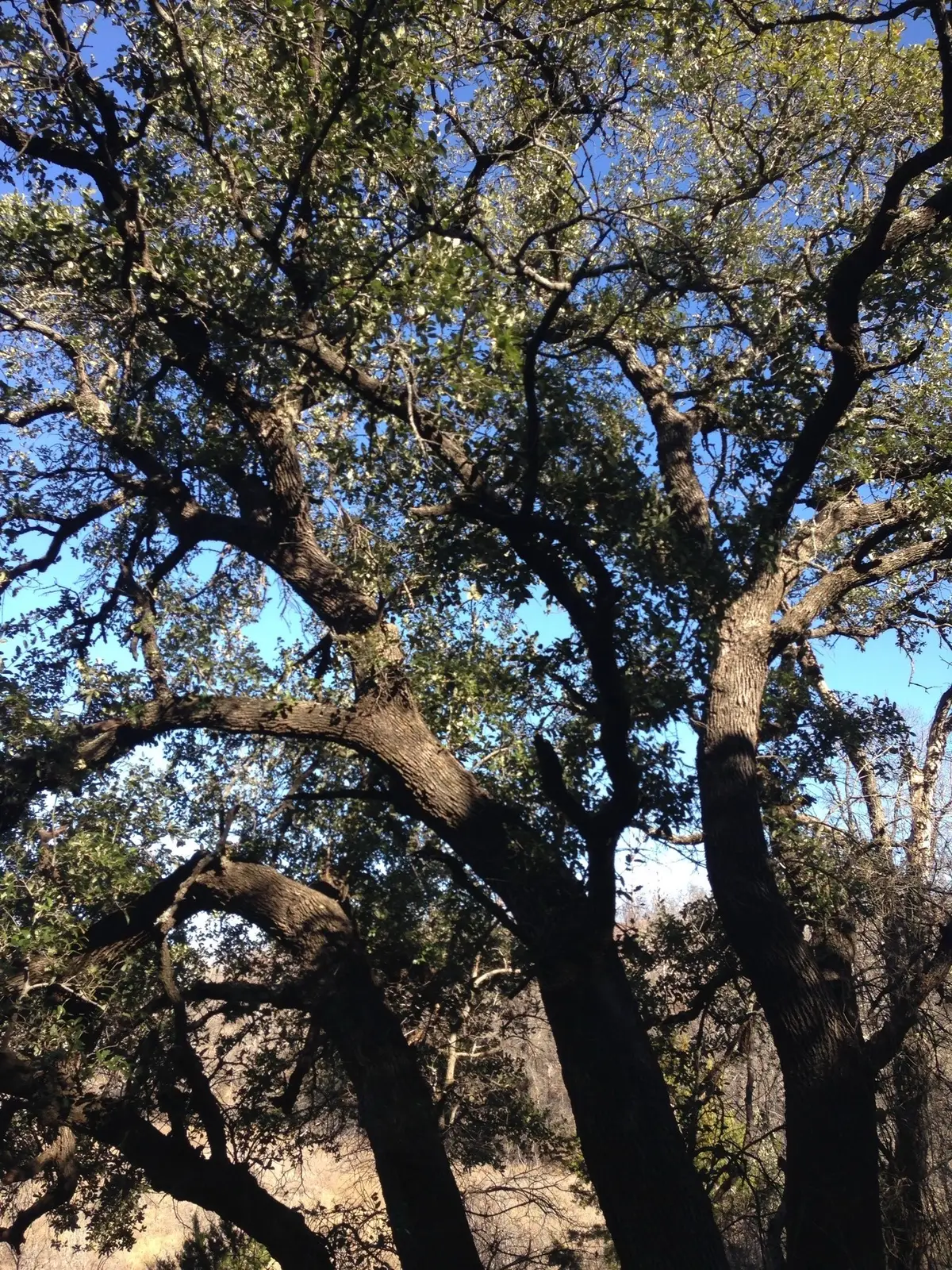 Lot 694 Balcones Lane, Possum Kingdom Lake, TX 76449 - #1