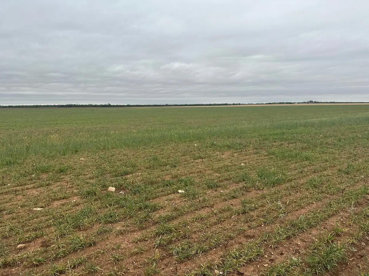 TBD Fm 126 ( Tract 3 ) Merkel, Tx 79536, Merkel, TX 79536 - #1