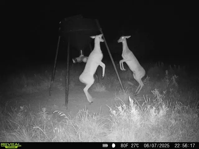 999 Cr3805, Bailey, TX 75413 - #2