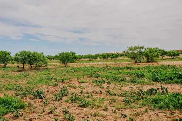 13558 County Road 440, Merkel, TX 79536