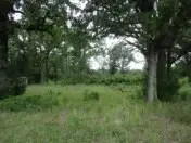 6489 S Fm 779, Alba, TX 75140 - #1